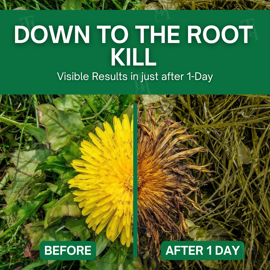 🏆🛡️AEXZR® 3 in 1 Max Power Herbicide Kill Weeds DEAD in 24 Hours – Organic, Pet-Safe Garden Guardian! 🔥